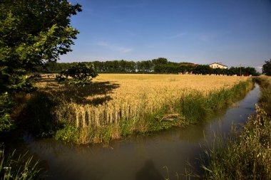 Buğday tarlası yazın günbatımında İtalya 'nın kırsal kesiminde bir su akıntısı ile sınırlıydı.