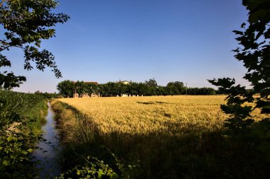 Yazın günbatımında İtalya kırsalında buğday tarlasında ağaçlarla çevrili bir konak.