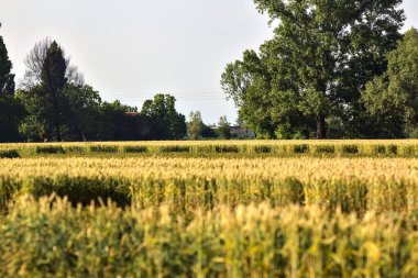 Yazın gün batımında İtalya kırsalında ağaçlarla kaplı buğday tarlası.