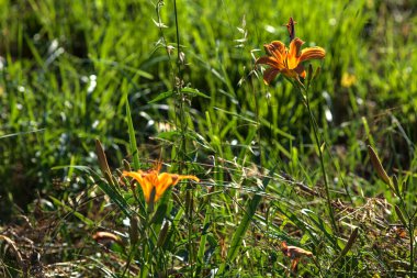Lilium croceum yazın günbatımında çimlerin üzerinde bir su deresinin yanında çiçek açar.