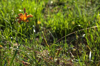Lilium croceum yazın günbatımında çimlerin üzerinde bir su deresinin yanında çiçek açar.