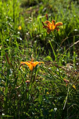 Lilium croceum yazın günbatımında çimlerin üzerinde bir su deresinin yanında çiçek açar.
