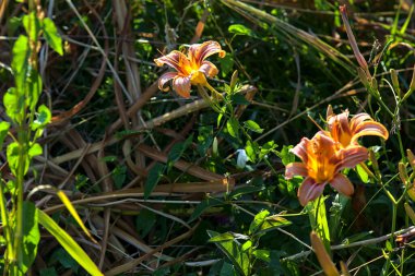 Lilium croceum yazın günbatımında çimlerin üzerinde bir su deresinin yanında çiçek açar.