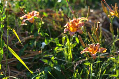 Lilium croceum yazın günbatımında çimlerin üzerinde bir su deresinin yanında çiçek açar.