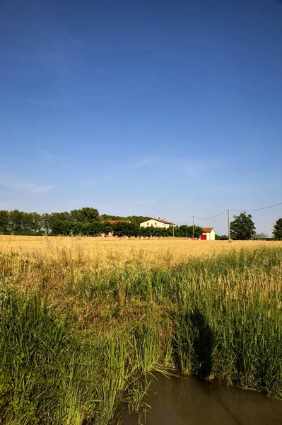 Herrenhaus Umgeben Von Bäumen Einem Weizenfeld Der Italienischen Landschaft Bei — Stockfoto