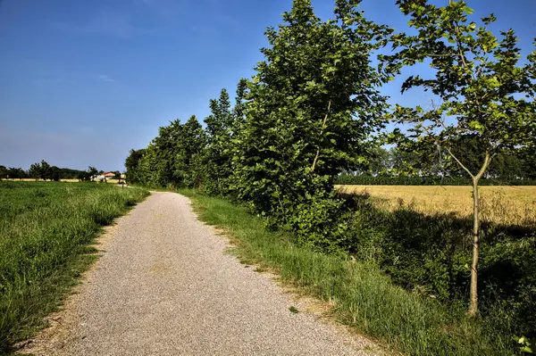 Δρόμος Που Συνορεύει Χωράφια Και Δέντρα Στην Ιταλική Ύπαιθρο Καλοκαίρι — Φωτογραφία Αρχείου