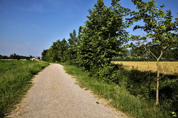 Chemin Gravier Bordé Champs Arbres Dans Campagne Italienne Été — Photo