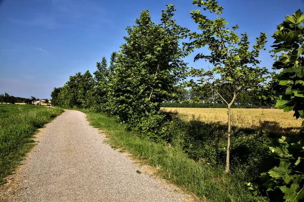 Δρόμος Που Συνορεύει Χωράφια Και Δέντρα Στην Ιταλική Ύπαιθρο Καλοκαίρι — Φωτογραφία Αρχείου