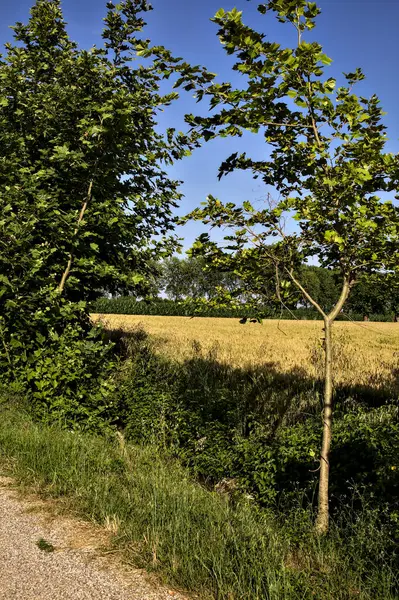 Strada Sterrata Delimitata Campi Alberi Nella Campagna Italiana Estate — Foto Stock