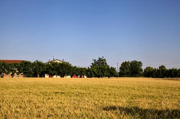 夏天的日落时分 意大利乡间麦田里的一座房子被树木环绕着 — 图库照片