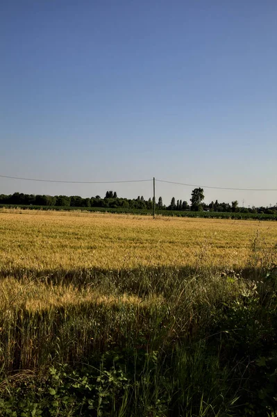 Weizenfeld Mit Bäumen Der Ferne Der Italienischen Landschaft Sommer Bei — Stockfoto