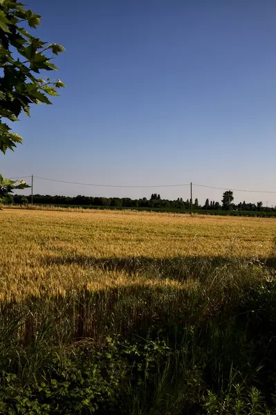 Vete Med Träd Fjärran Den Italienska Landsbygden Sommaren Vid Solnedgången — Stockfoto