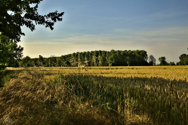 夏の日没の距離にポプラの列を持つ麦畑 — ストック写真