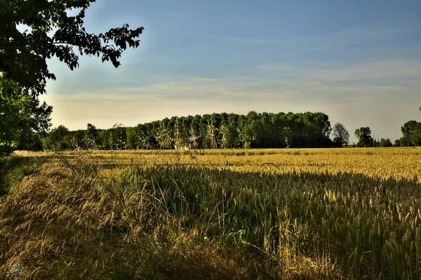 Tarweveld Met Rijen Populieren Verte Bij Zonsondergang Zomer — Stockfoto