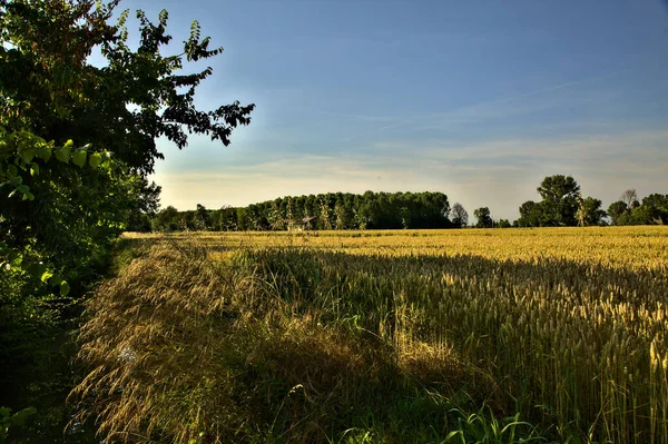 Yazın Günbatımında Uzaklarda Sıra Sıra Kavak Ağaçlarıyla Buğday Tarlası — Stok fotoğraf