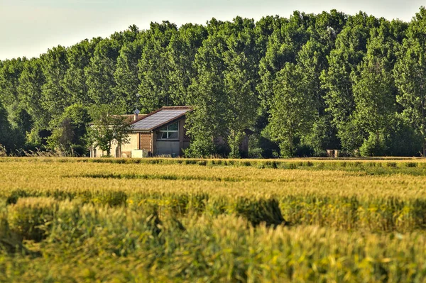 Vidéki Ház Egy Búzamező Közepén Egy Sor Nyárral Mellette Nyáron — Stock Fotó