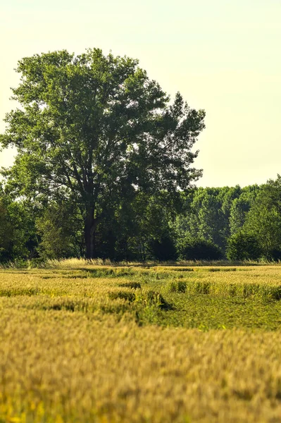 Poplar in a wheat field at sunset in summer