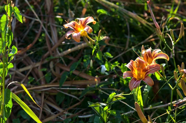 Lilium Croceum Virágzik Fűben Mellett Egy Patak Víz Naplementekor Nyáron — Stock Fotó