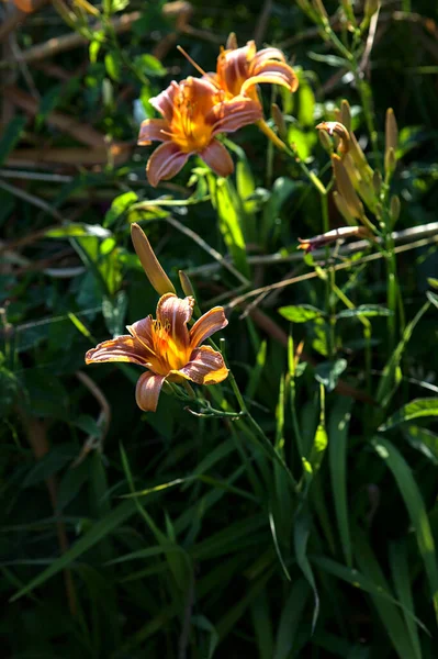 Lilium Croceum Flor Grama Lado Uma Corrente Água Pôr Sol — Fotografia de Stock