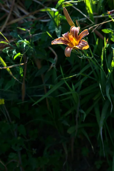 Лілій Цвіте Траві Біля Потоку Води Заході Сонця Влітку — стокове фото
