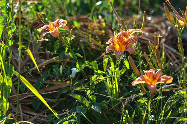 Lilium Croceum Yazın Günbatımında Çimlerin Üzerinde Bir Deresinin Yanında Çiçek — Stok fotoğraf
