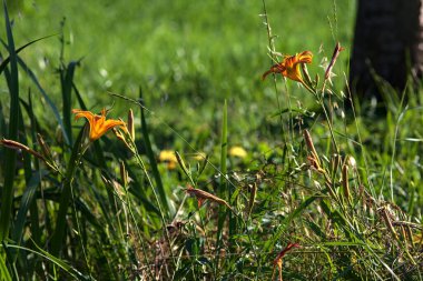 Lilium croceum yazın günbatımında çimlerin üzerinde bir su deresinin yanında çiçek açar.