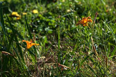 Lilium croceum yazın günbatımında çimlerin üzerinde bir su deresinin yanında çiçek açar.