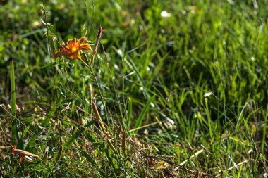 Lilium croceum yazın günbatımında çimlerin üzerinde bir su deresinin yanında çiçek açar.