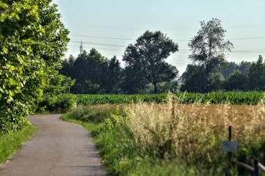 Yazın günbatımında kırsalda bir korulukta çakıl patikası