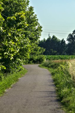 Yazın günbatımında kırsalda bir korulukta çakıl patikası