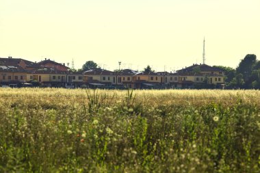 Yazın gün batımında arka planda bir dizi ev olan buğday tarlası