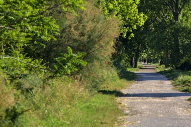 Yazın gün batımında İtalya kırsalında bir tarlanın yanındaki ağaçlarla çevrili bir korulukta çakıl yolu.