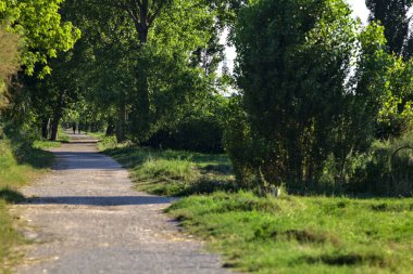 Yazın gün batımında İtalya kırsalında bir tarlanın yanındaki ağaçlarla çevrili bir korulukta çakıl yolu.