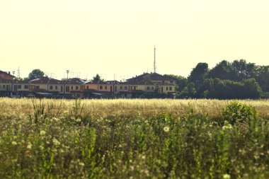 Yazın gün batımında arka planda bir dizi ev olan buğday tarlası