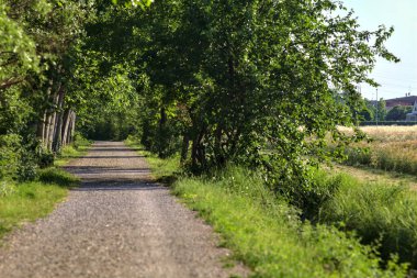 Yazın gün batımında İtalya kırsalında bir tarlanın yanındaki ağaçlarla çevrili bir korulukta çakıl yolu.