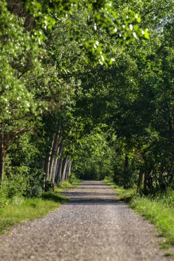 Yazın gün batımında İtalya kırsalında bir tarlanın yanındaki ağaçlarla çevrili bir korulukta çakıl yolu.