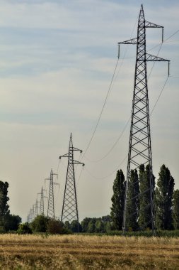 Yazın günbatımında elektrik direkleriyle buğday tarlası