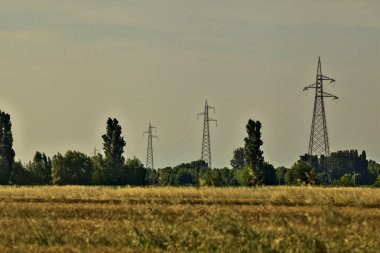 Yazın günbatımında elektrik direkleriyle buğday tarlası