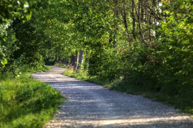 Yazın gün batımında İtalya kırsalında bir tarlanın yanındaki ağaçlarla çevrili bir korulukta çakıl yolu.