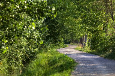 Yazın gün batımında İtalya kırsalında bir tarlanın yanındaki ağaçlarla çevrili bir korulukta çakıl yolu.