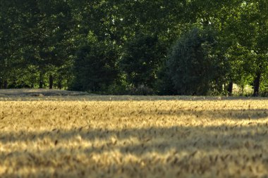 Yazın gün batımında bir korunun yanındaki buğday tarlası.