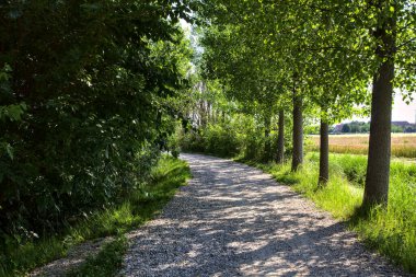 Yazın gün batımında İtalya kırsalında bir tarlanın yanındaki ağaçlarla çevrili bir korulukta çakıl yolu.