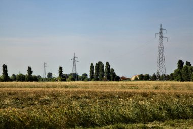 Yazın günbatımında elektrik direkleriyle buğday tarlası