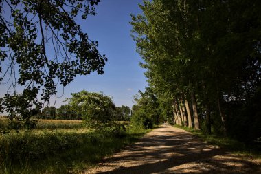 Yazın gün batımında İtalya kırsalında bir tarlanın yanındaki ağaçlarla çevrili bir korulukta çakıl yolu.