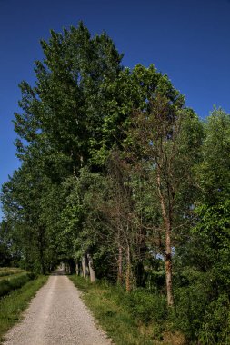 Yazın gün batımında İtalya kırsalında bir tarlanın yanındaki ağaçlarla çevrili bir korulukta çakıl yolu.
