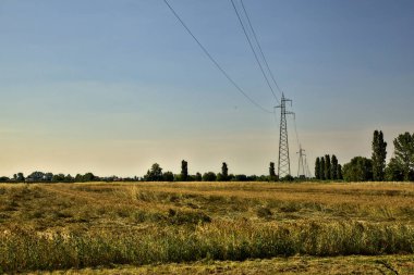 Yazın günbatımında elektrik direkleriyle buğday tarlası