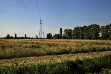 Yazın günbatımında elektrik direkleriyle buğday tarlası