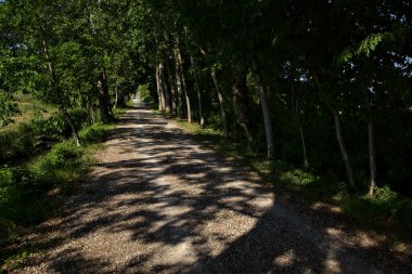 Yazın gün batımında İtalya kırsalında bir tarlanın yanındaki ağaçlarla çevrili bir korulukta çakıl yolu.