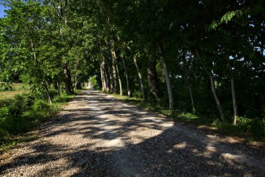 Yazın gün batımında İtalya kırsalında bir tarlanın yanındaki ağaçlarla çevrili bir korulukta çakıl yolu.