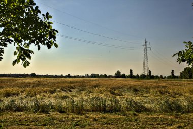 Yazın günbatımında elektrik direkleriyle buğday tarlası